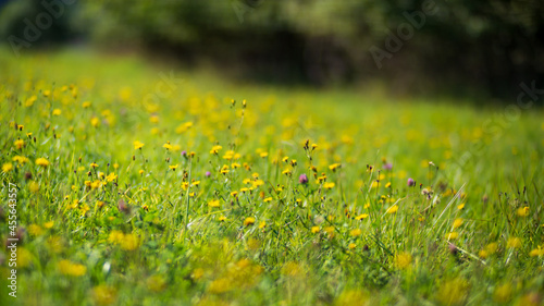 Natural strong blurry background of green grass blades close up. Fresh grass meadow with flowers in sunny morning. Copy space