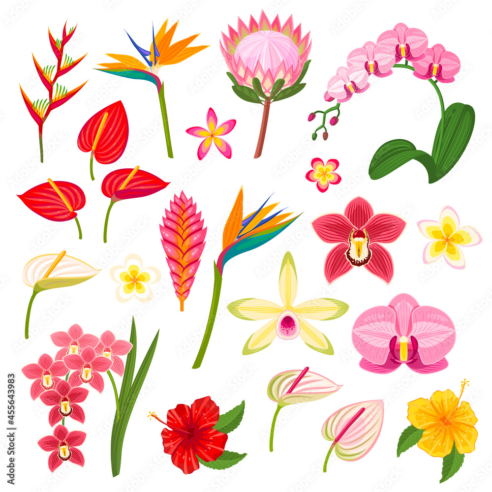 Tropical exotic flowers collection. Vector illustration cartoon flat icon set isolated on white background.