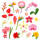 Tropical exotic flowers collection. Vector illustration cartoon flat icon set isolated on white background.