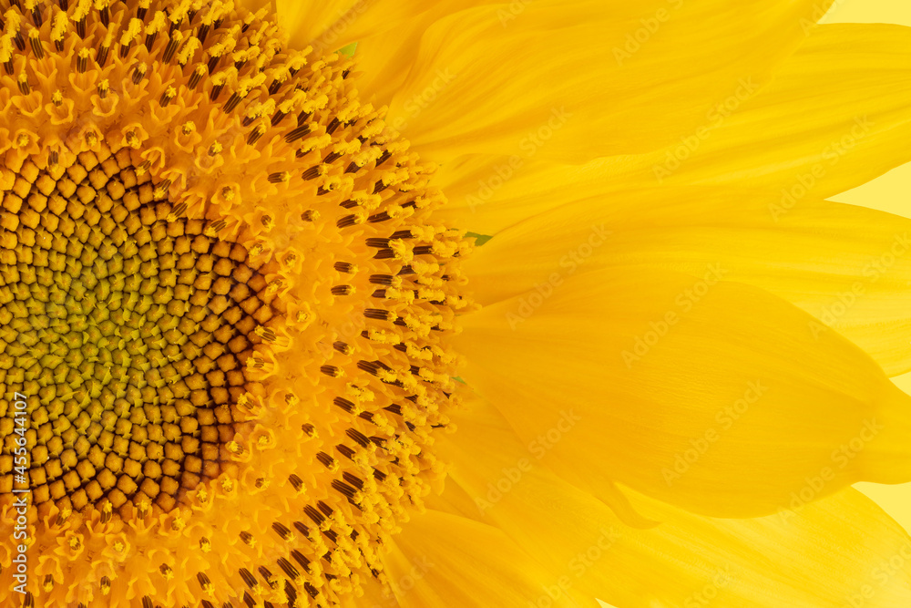 yellow sunflower with leaves and petals, isolate on a white background yellow sunflower with leaves and petals, isolate on a white background