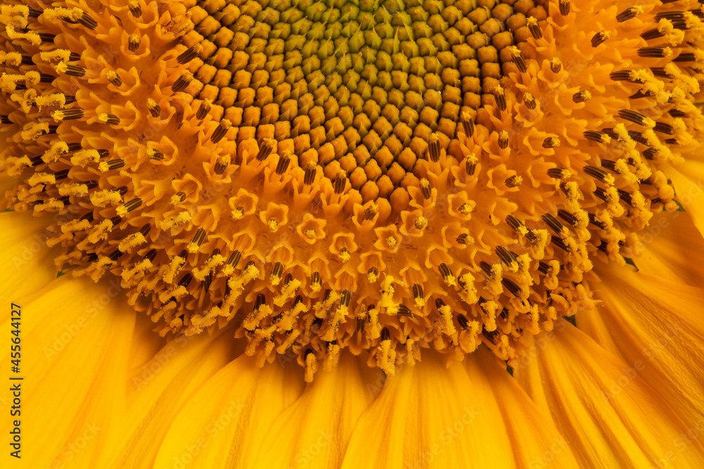 yellow sunflower with leaves and petals, isolate on a white background yellow sunflower with leaves and petals, isolate on a white background