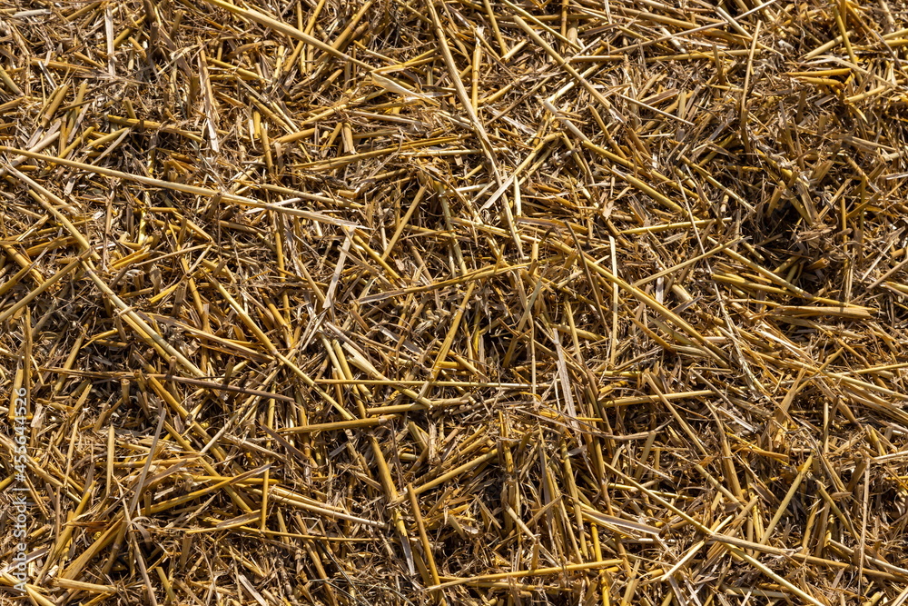 Stubble in the field after harvest. Cut stalks of cereals in the field. Slender rows of grain crops Stubble in the field after harvest. Cut stalks of cereals in the field. Slender rows of grain crops