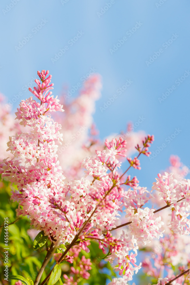 Beautiful pink lilac branch with flowers and buds in the summer garden Beautiful pink lilac branch with flowers and buds in the summer garden