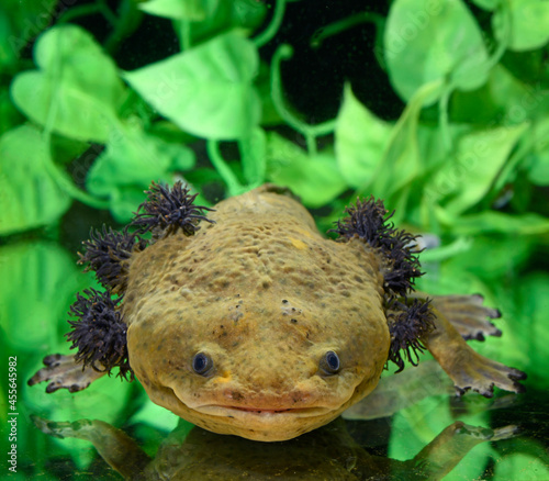 Dumerils Querzahnmolch // Lake Patzcuaro salamander (Ambystoma dumerilii) photo