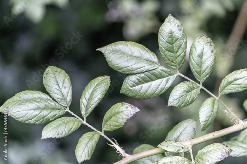 Closeup shot of the green leaves of a beautiful plant in sunli photo