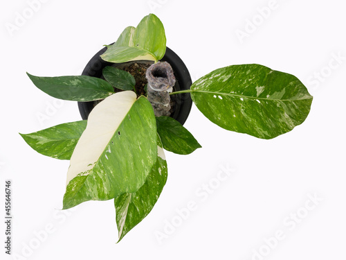 Beautiful  Epipremnum Pinnatum Variegated  with natural hold on leaf with wool felt cloth stick in black pot isolated over white background includ  clipping path ,top view