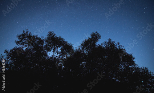 Trees silhouettes on the starry sky