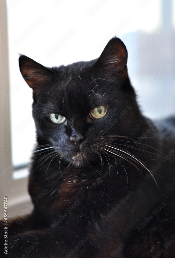 portrait of a beautiful black cat