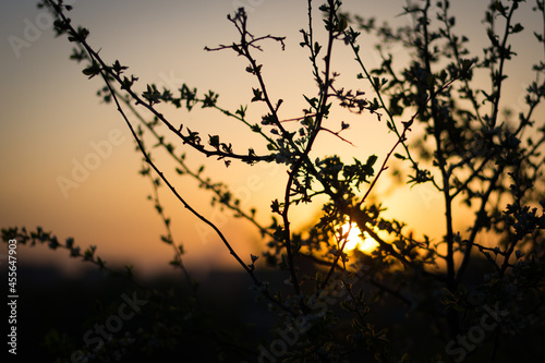 sunset sky behind tree branches © Georgii