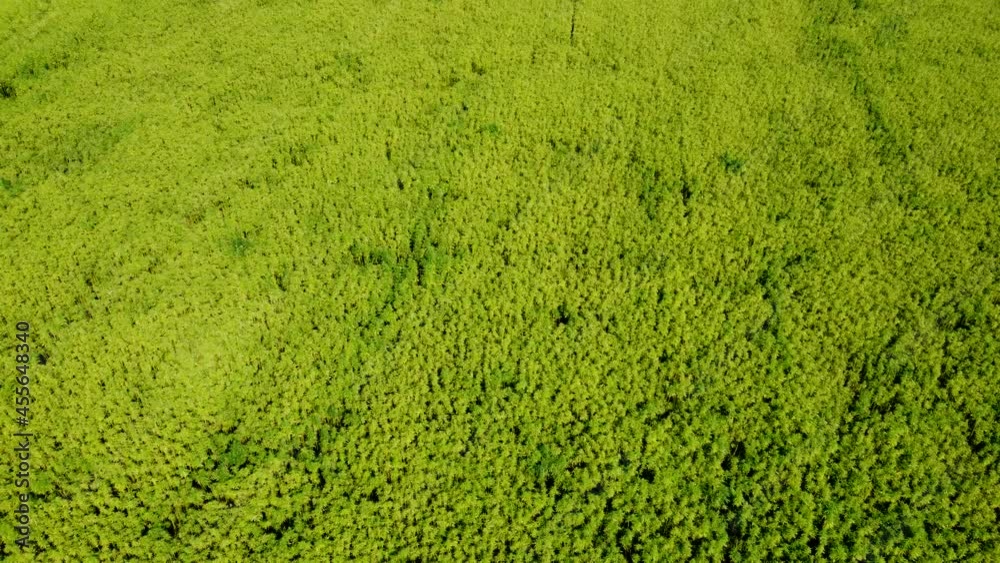 Drohnenvideo, Feld mit Nutzhanf Drohnenvideo, Feld mit Nutzhanf