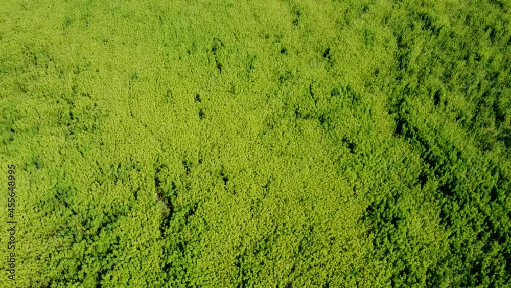 Drohnenvideo, Feld mit Nutzhanf Drohnenvideo, Feld mit Nutzhanf