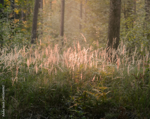 Jesienne tło traw w lesie w złotej godzinie photo