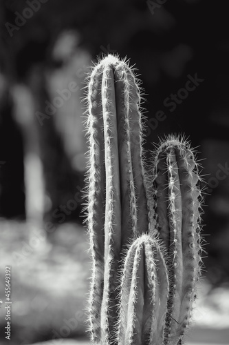 Kaktus "San Pedro" w doniczce w czarno-białym charakterze