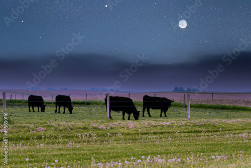 A herd of bulls graze in a meadow landscape on the moon stars night sky background.  Picturesque view of cattle grazing in the American countryside.