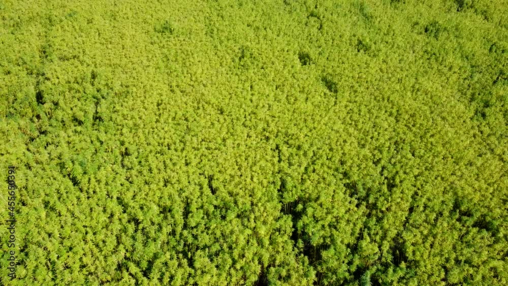 Drohnenvideo, Feld mit Nutzhanf Drohnenvideo, Feld mit Nutzhanf