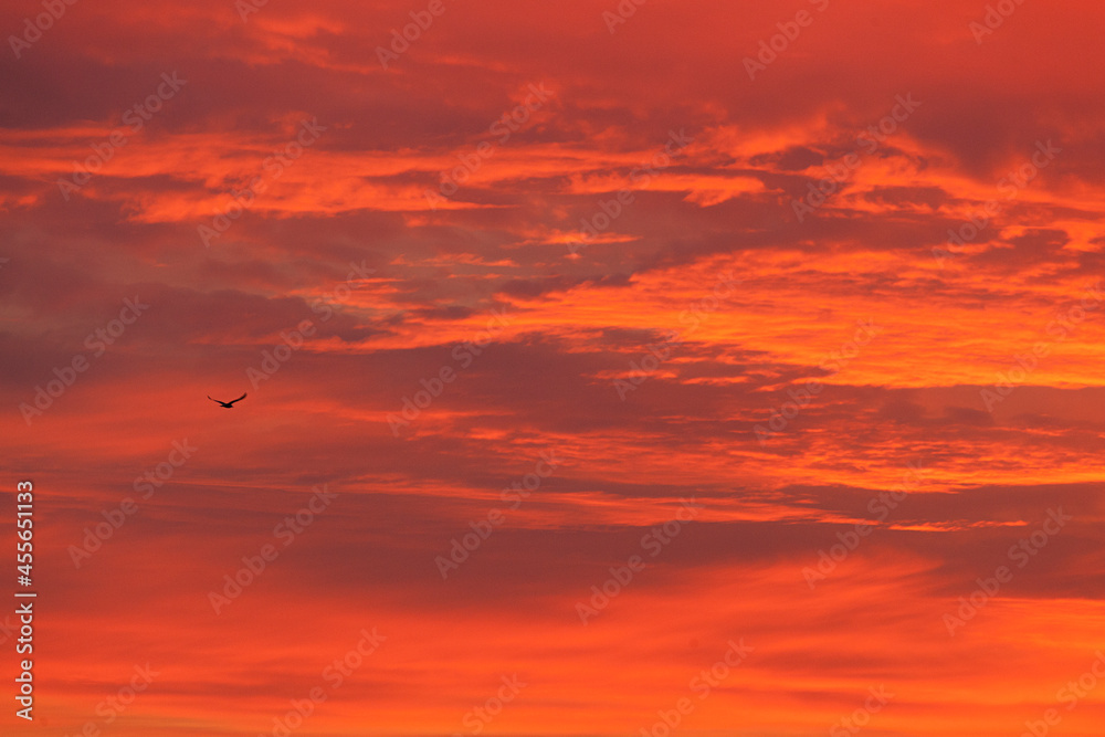 fiery red sunset, a red volumetric sky and a lonely silhouette of a bird, a beautiful red evening landscape fiery red sunset, a red volumetric sky and a lonely silhouette of a bird, a beautiful red evening landscape