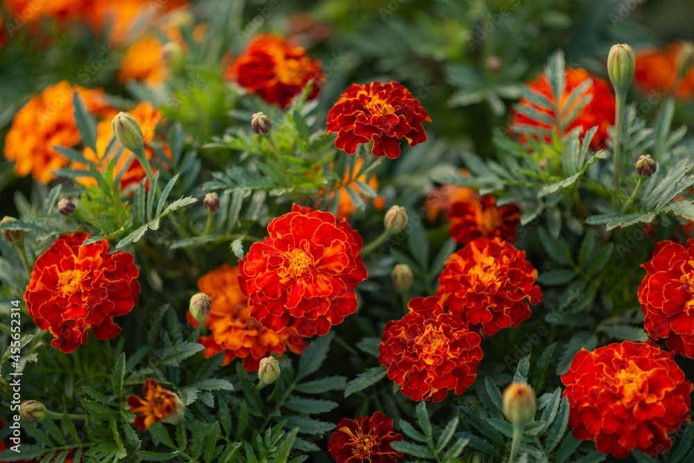 Photo of marigold flowers in the garden. Photo of marigold flowers in the garden.
