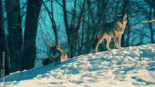 Grey Wolf Canis lupus Straight On - captive animal photo