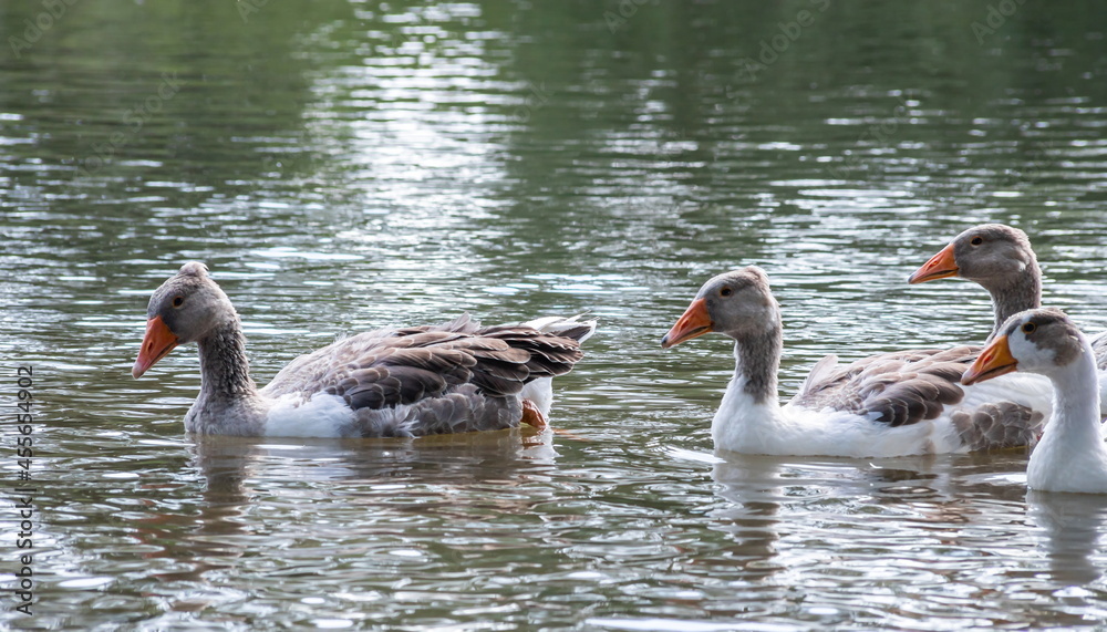 Gray geese swimming in the water. Domestic Geese Swimming Gray geese swimming in the water. Domestic Geese Swimming