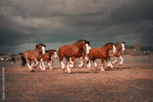 Horses galloping across the field photo