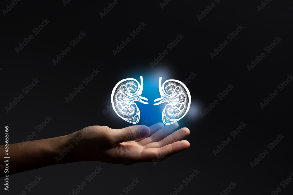 Aesthitic handdrawn illustration of human kidneys highlighted blue. Photo collage with female hand on dark studio background. Aesthitic handdrawn illustration of human kidneys highlighted blue. Photo collage with female hand on dark studio background.