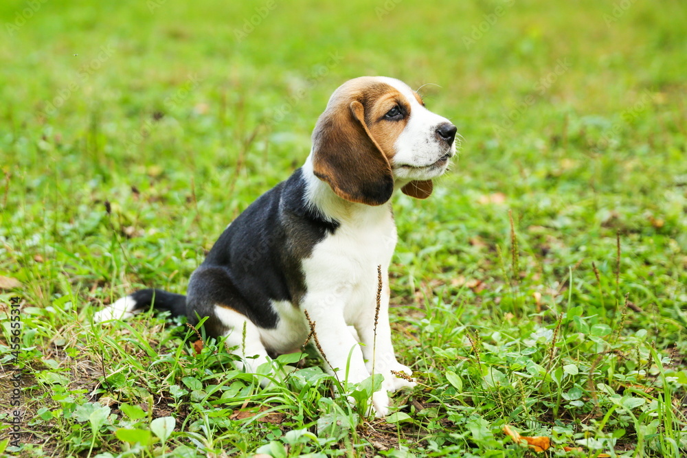 beagle puppy is on the grass in the park 