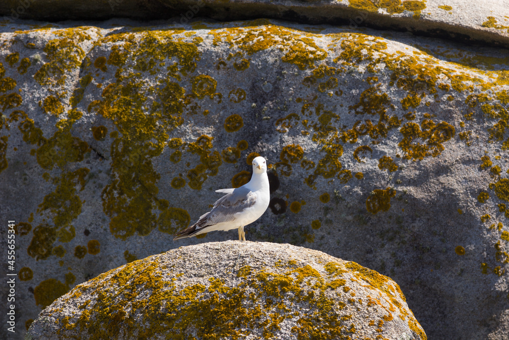 Obraz premium Seagull, bird that is usually at sea.