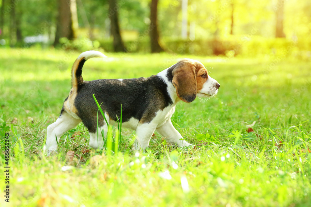 beagle puppy is walking on the grass in the park 