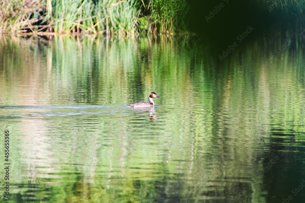 Great crested grebe bird floating on the Danube river