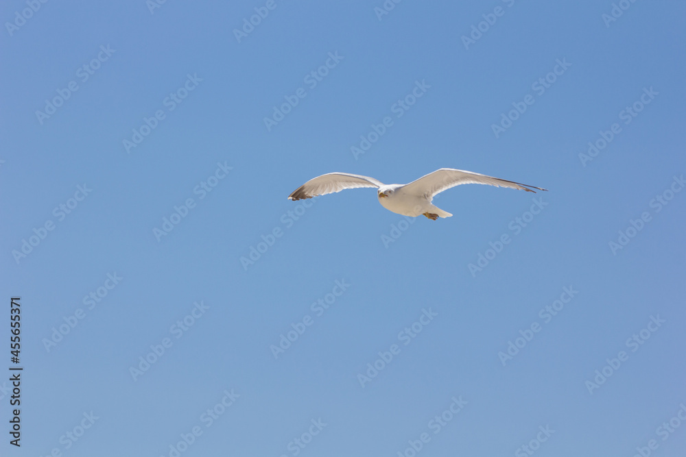Seagull, bird that is usually at sea. Seagull, bird that is usually at sea.