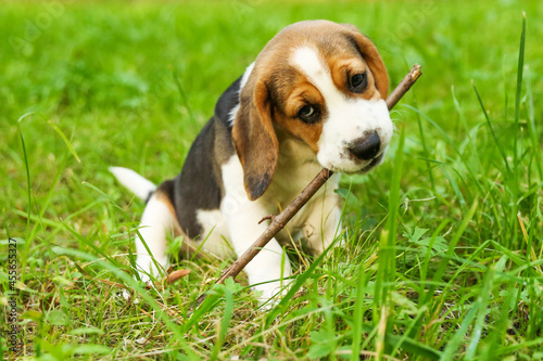 beagle puppy is playing on the grass in the park 