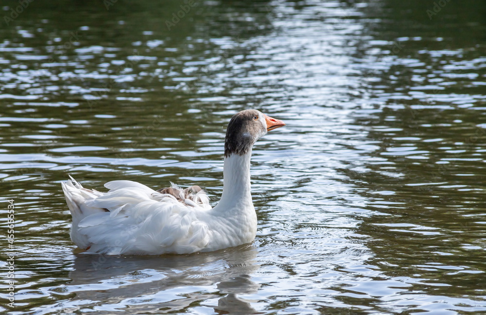 Fototapeta premium group of domestic white farm geese swim and splash water drops in dirty muddy water, enjoy first warm sun rays, peace and tranquillity of nature