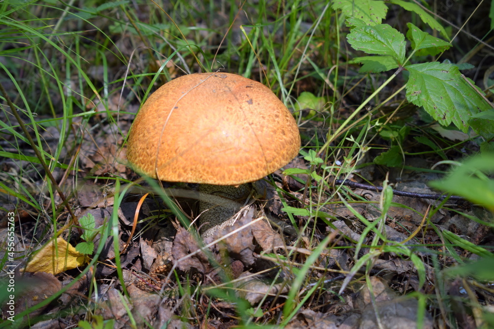 mushroom in the grass mushroom in the grass