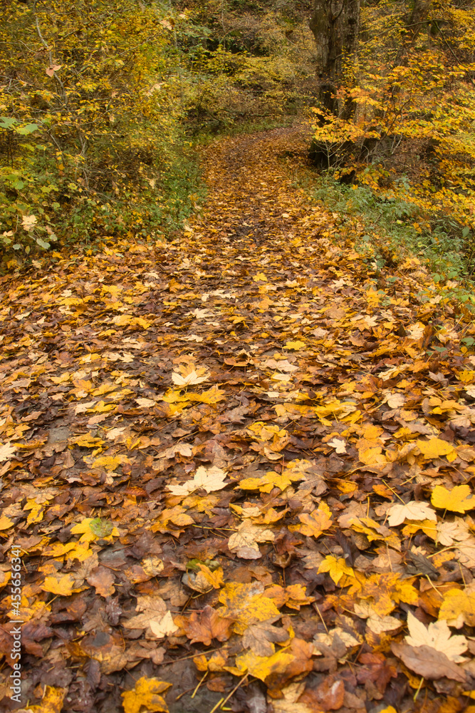 Yellow leaves cover a walking path in the Palatinate Forest of Germany on a fall day. Yellow leaves cover a walking path in the Palatinate Forest of Germany on a fall day.