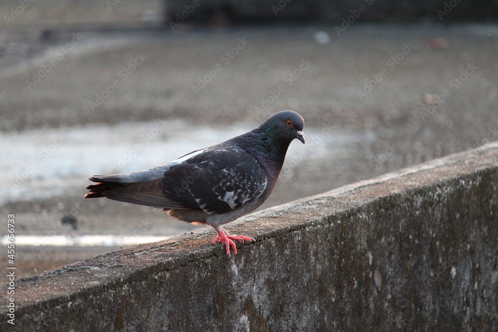 Obraz premium Pigeon