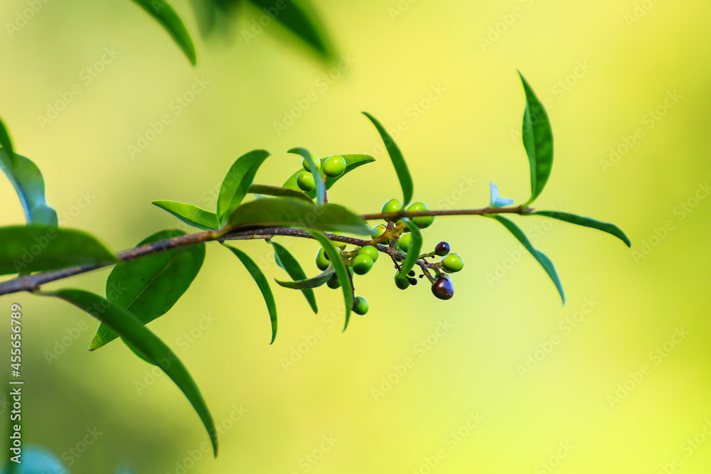 Fototapeta premium green vegetation details on green background