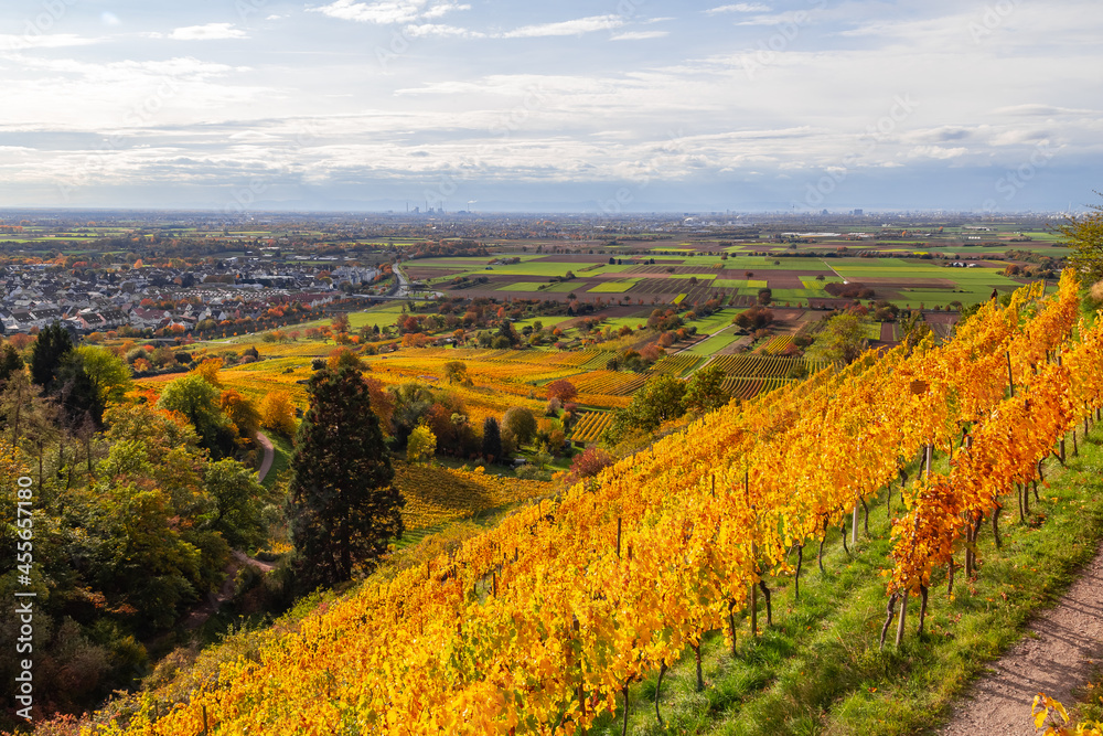 colorful vineyards in autumn in Schriesheim Germany with view over the region Rhine plain