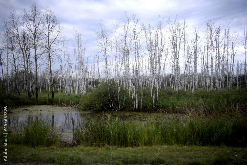 swamp, dried forest, dry trees