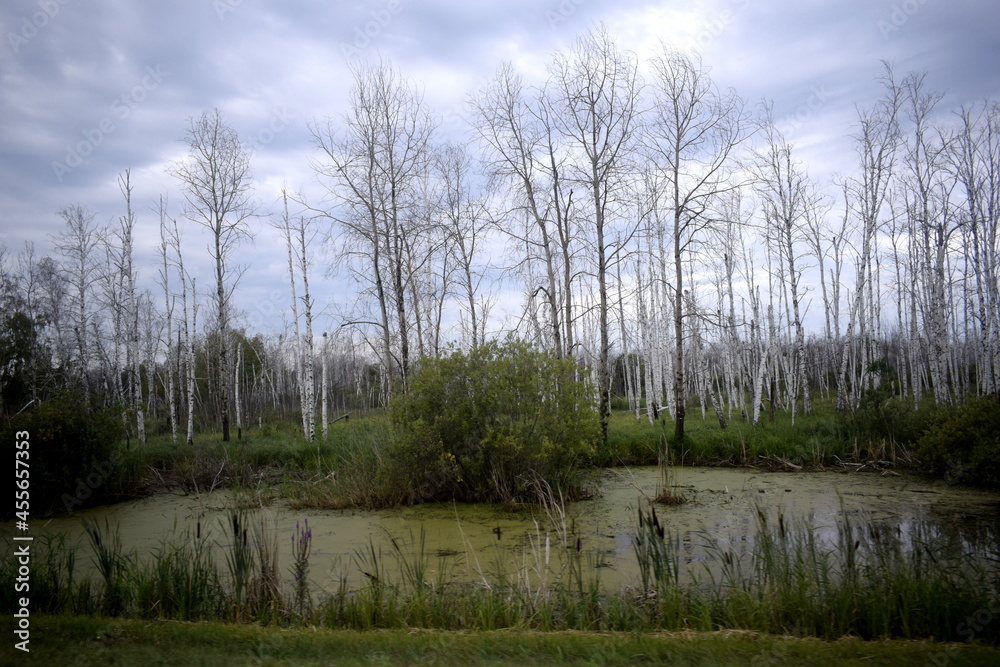 swamp, dried forest, dry trees