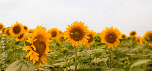 Sunflower blooming  flower natural background. Harvest time agriculture farming oil production.