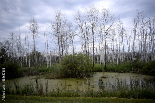 swamp, dried forest, dry trees photo