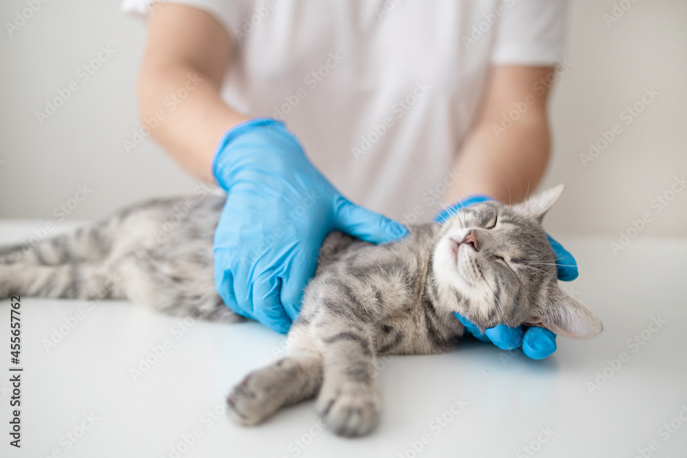 Veterinarian doctor in blue medical rubber gloves holds a little cute kitten in a vet clinic. Examination, vaccination, treatment of pets