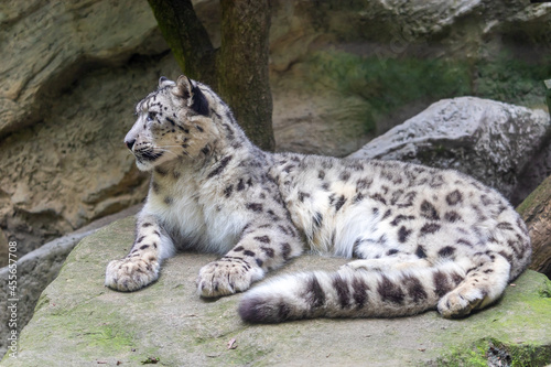 Snow leopard, Irbis lying on a rock