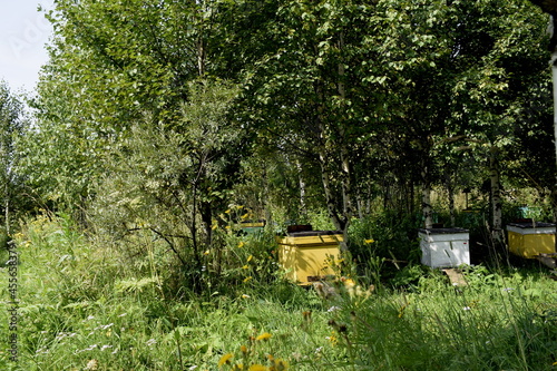beehive with bees in a clearing in the forest