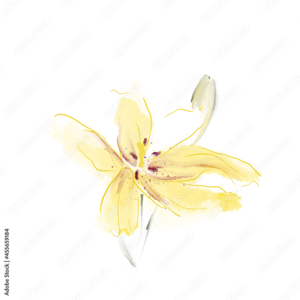 Yellow lily flower. Digital drawing