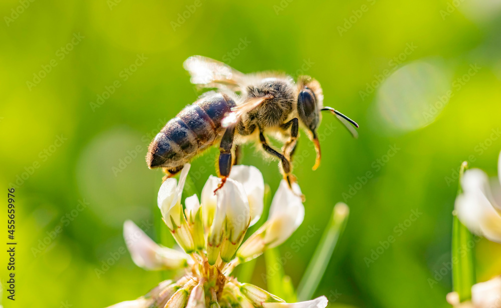 Bee collecting pollen from a flower of cloverin. Insect background Bee collecting pollen from a flower of cloverin. Insect background