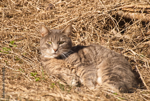 Grey cat sleeping on an old grass in sunny spring day. © Bargais