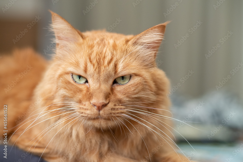 Obraz premium 見つめる猫 茶トラ猫