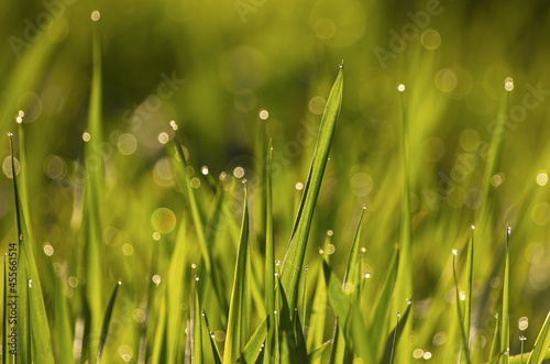 Water drops on green grass in sunny spring morning. Macro bokeh fresh.