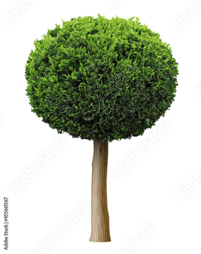 Thuja plant bush or juniper sphere shape tree